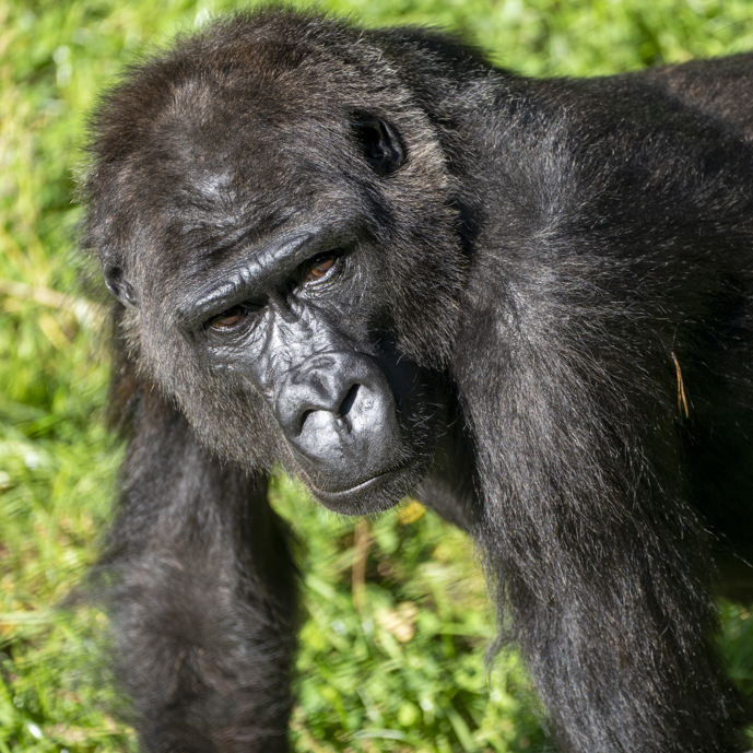 Drie Nederlandse dierenparken ruilen gorilla's