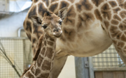 Burgers' Zoo verwelkomt jonge giraffe