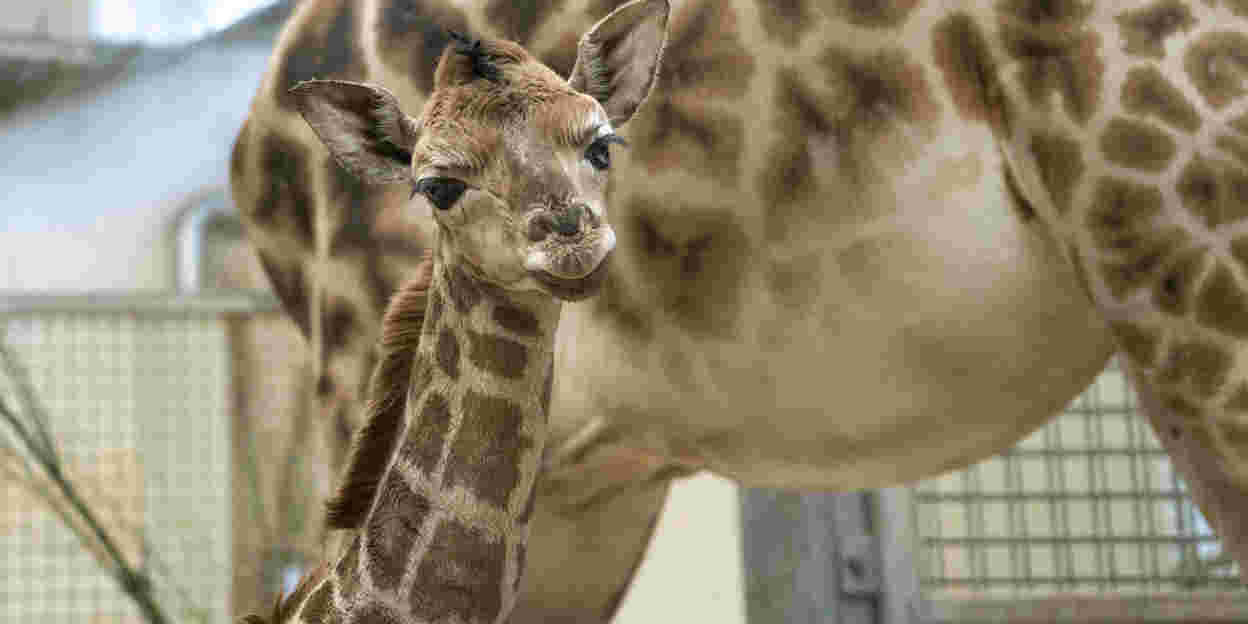 Burgers' Zoo verwelkomt jonge giraffe