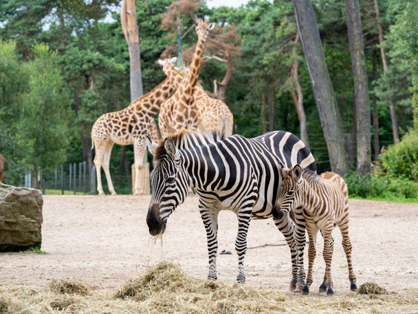 De Afrikaanse savannevlakte