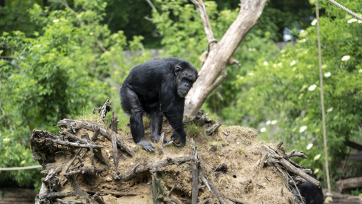 Dreigt er gevaar bij de chimpansees?
