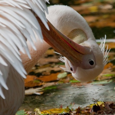 Bedreiging en bescherming