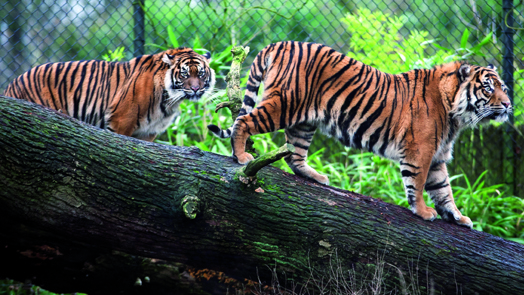 De Sumatraanse tijger – een echte winnaar?