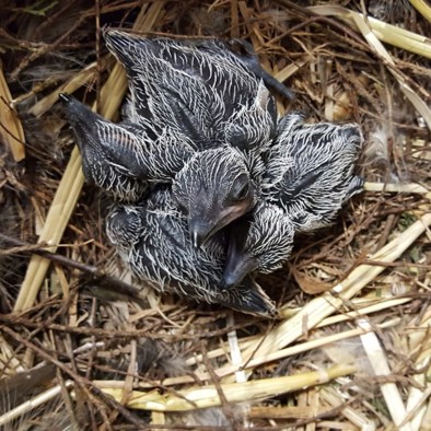 Over de voortplanting