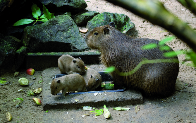 Niet drie kleine biggetjes, maar waterzwijntjes (niet meer in Burgers' Zoo)