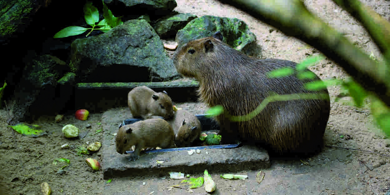 Niet drie kleine biggetjes, maar waterzwijntjes (niet meer in Burgers' Zoo)
