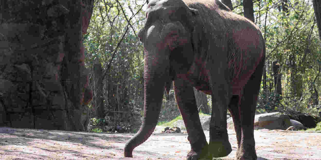 We nemen helaas afscheid van olifant Rekka