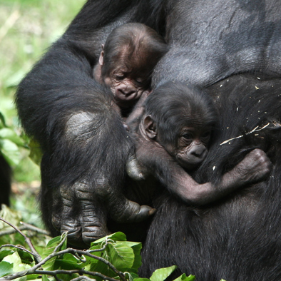 Over de voortplanting