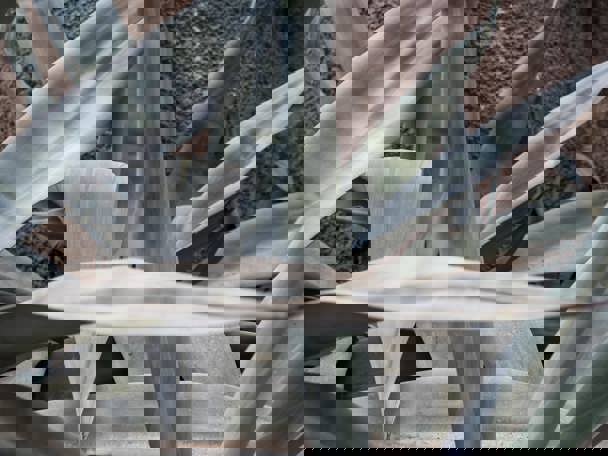 Gebruik door de mens 