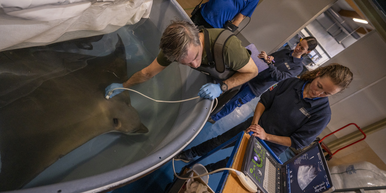 Enorme adelaarsrog krijgt echo en anticonceptie