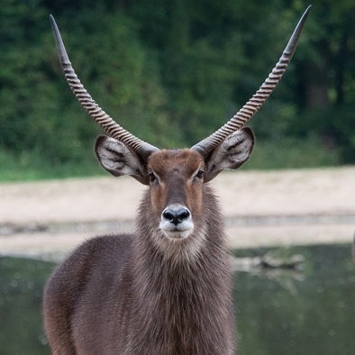 Bedreiging en bescherming 