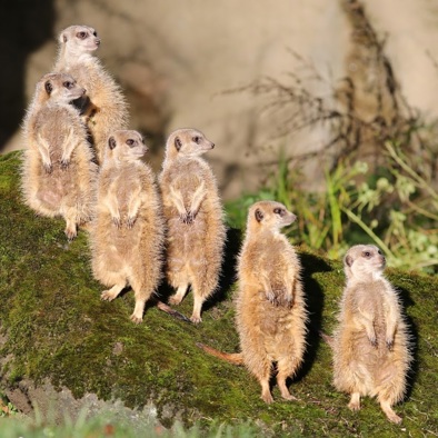 Bedreiging en bescherming