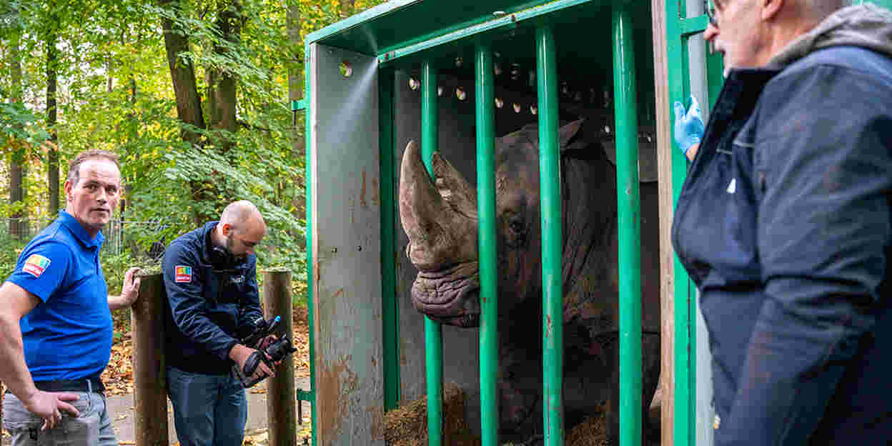 Daadkrachtige neushoorn verhuist naar België 