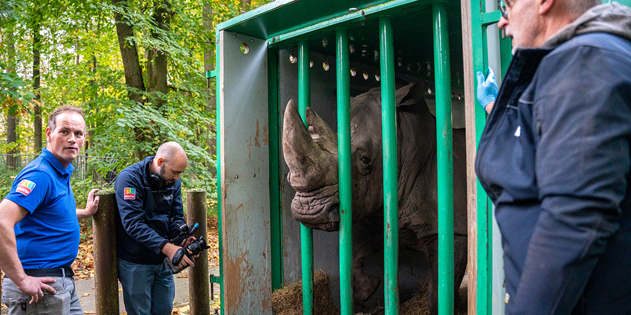  Daadkrachtige neushoorn verhuist naar België 
