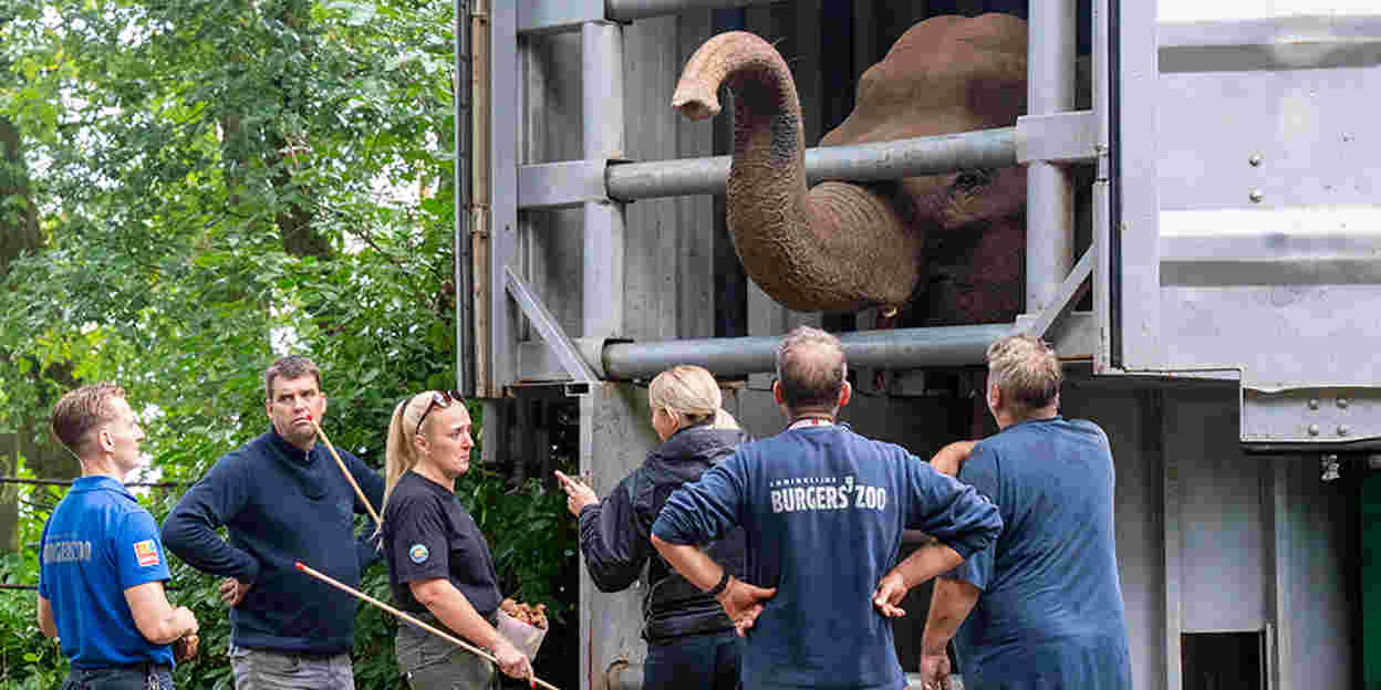 Burgers' Zoo ontvangt olifanten uit Belfast