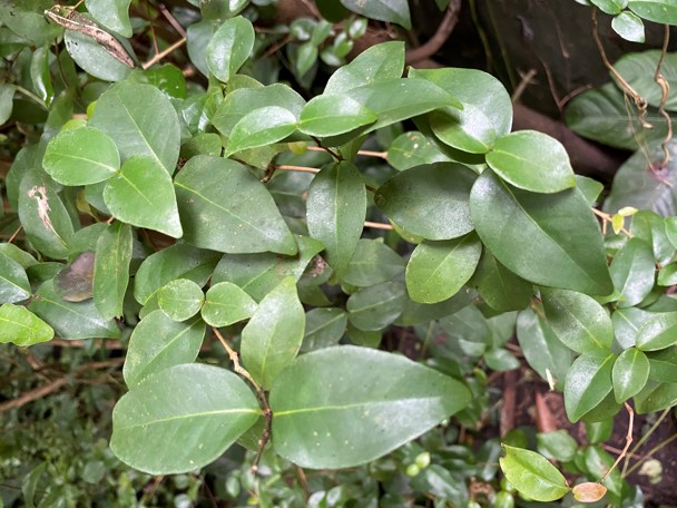 Bijzondere aanpassing aan de leefomgeving