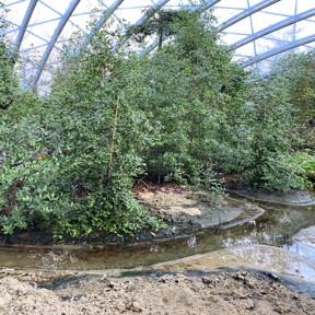 Witte mangrove