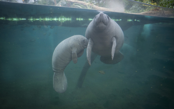 Kroost bij de zeekoeien