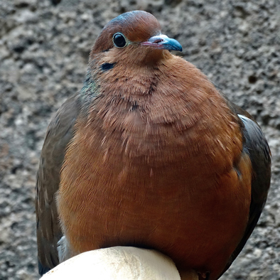 Bedreiging en bescherming