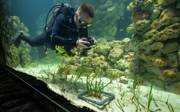 Burgers' Zoo ontwikkelt grootste zeegrasaquarium ter wereld