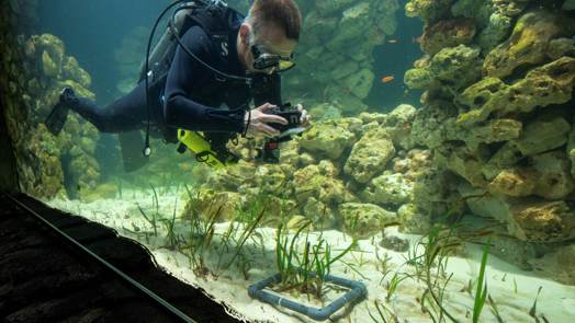 Burgers' Zoo ontwikkelt grootste zeegrasaquarium ter wereld