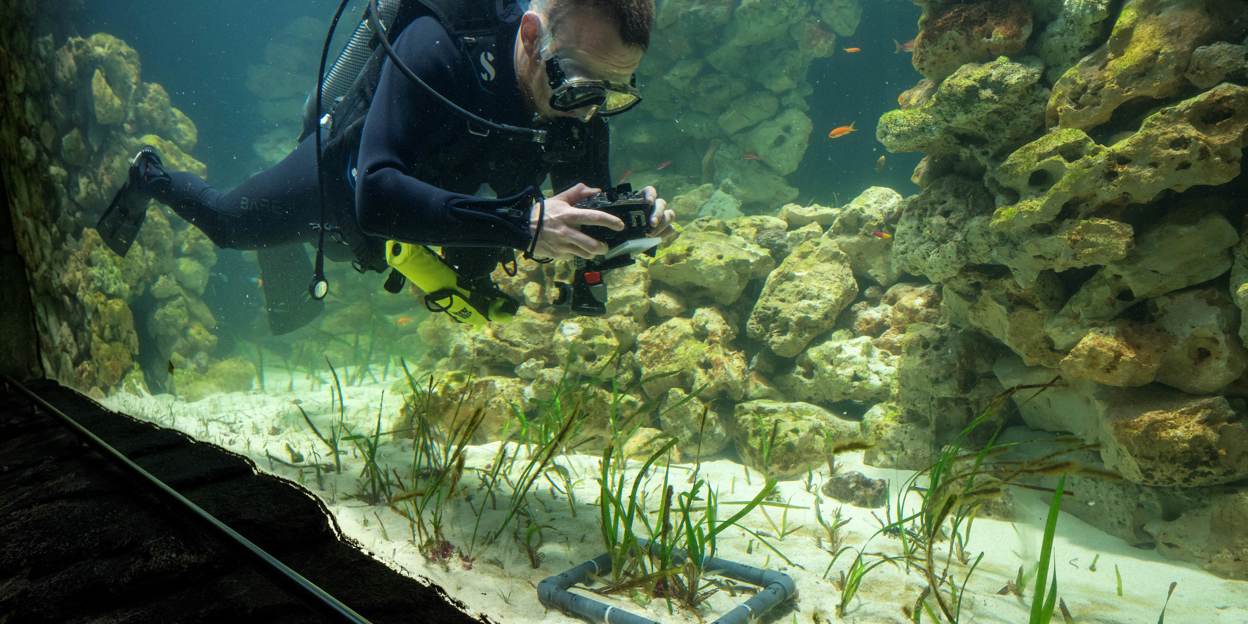 Burgers' Zoo ontwikkelt grootste zeegrasaquarium ter wereld