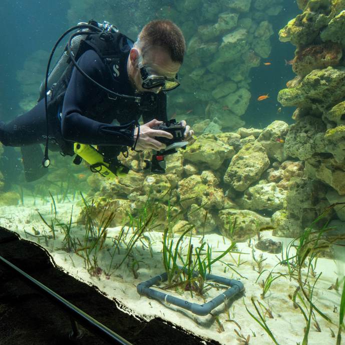 Burgers' Zoo ontwikkelt grootste zeegrasaquarium ter wereld