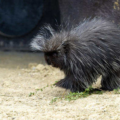 Over de voortplanting