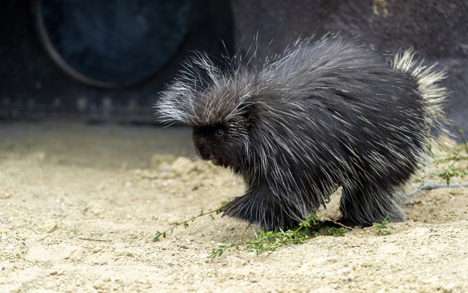 Nieuwe diersoorten: Holengravers en boomklimmers
