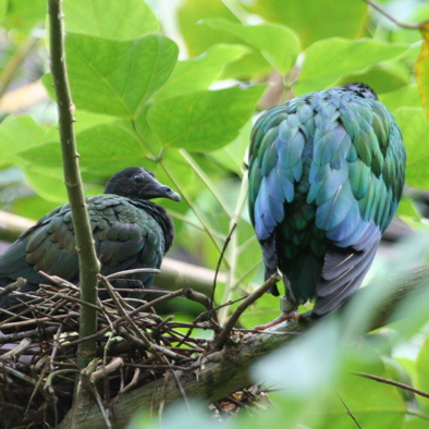 Over de voortplanting