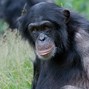 Lees meer over: Chimpansee