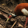 Lees meer over: Madagaskar kuifibis