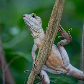 Gestreepte basilisk