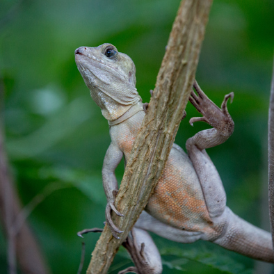 Over de voortplanting