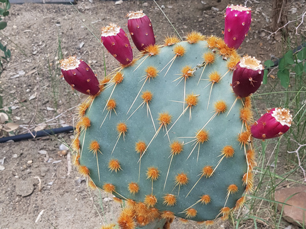 Gebruik door de mens 