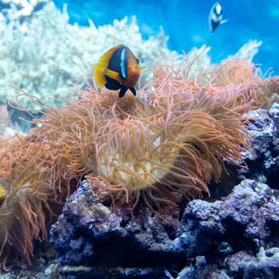 Bedreiging en bescherming