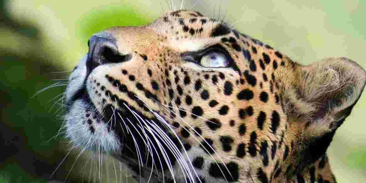 Een zeer belangrijke dierentuinpopulatie: de Sri Lanka panter