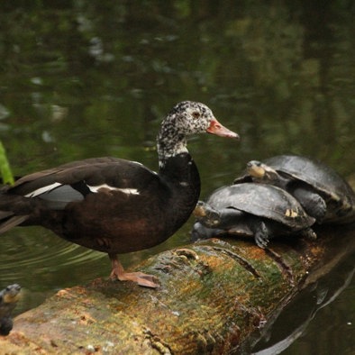 Bedreiging en bescherming