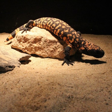 Bedreiging en bescherming