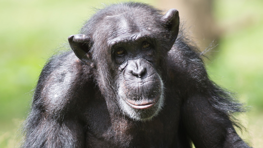 De EAZA Ape Campaign