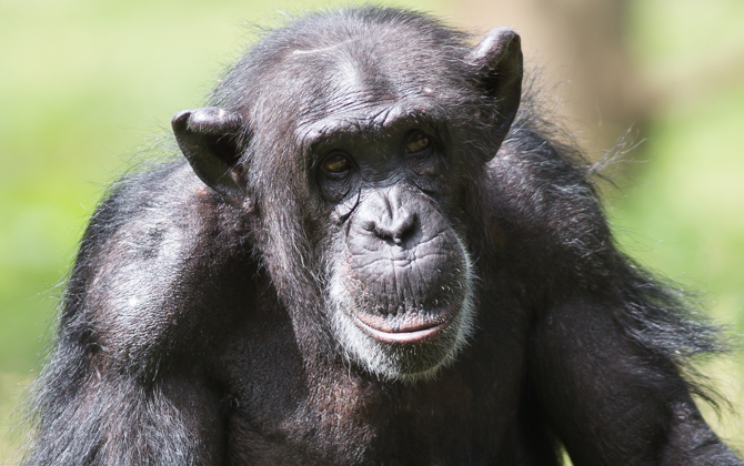 De EAZA Ape Campaign