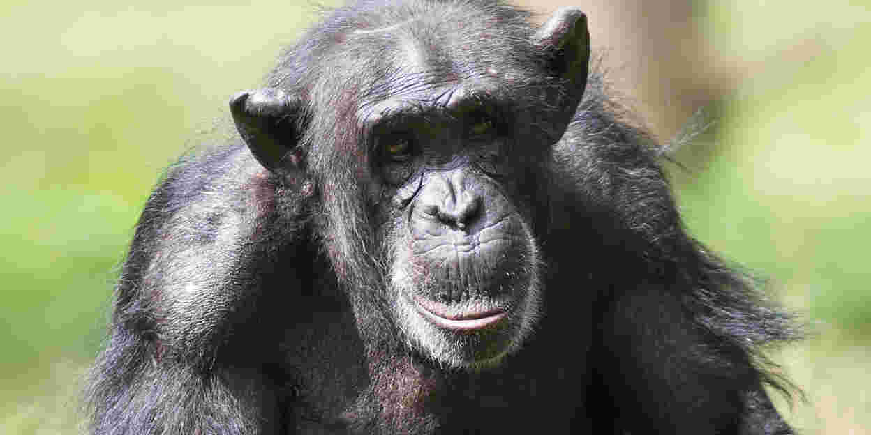 De EAZA Ape Campaign