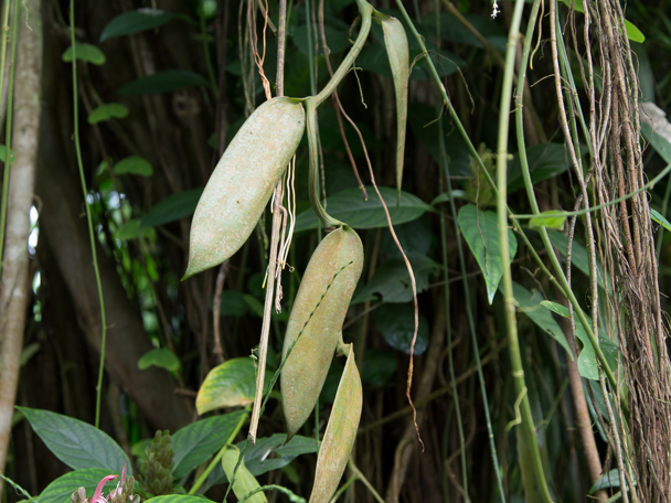 Bijzondere aanpassing aan de leefomgeving