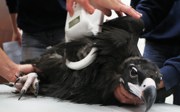 Natuurbehoud: Herintroductieprojecten