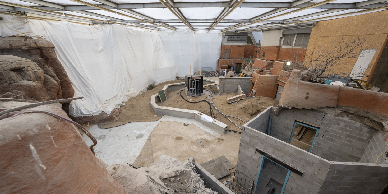 Desert-update 3: padden in de huiskamer?