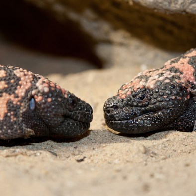 Over de voortplanting