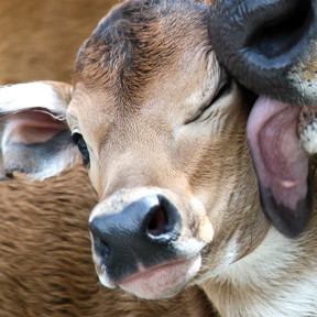 Banteng