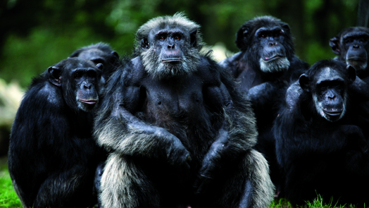 Voedselautomaten bij de chimpansees