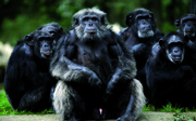 Voedselautomaten bij de chimpansees
