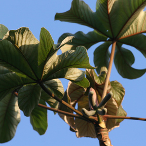 Trompetboom